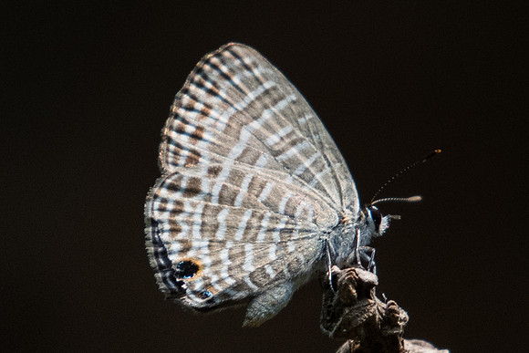 Nacaduba kurava-7074- Doi-Suthep - 10/03/23