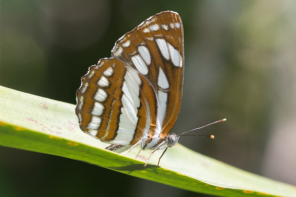 Neptis hylas kamarupa-3606 - Chiang Rai, Wat mengral maharaj - 20/11/23