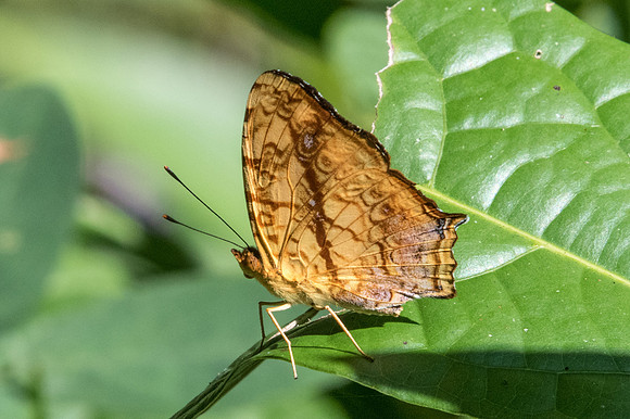 Symbrenthia lilaea-1946 - Chiang Dao - 15/11/23