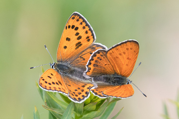 Lycaena thersamon-0321