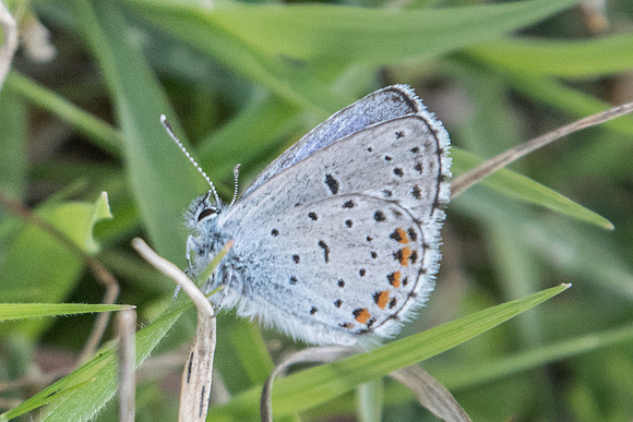 Pseudophilotes vicrama-7155