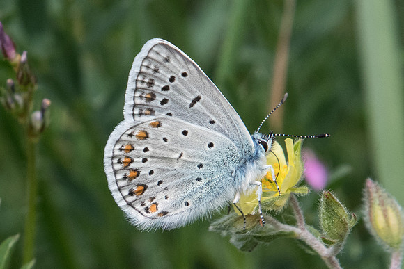 Polyommatus icarus-9782