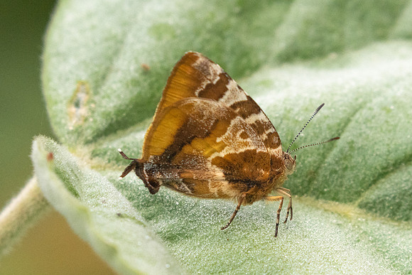 Arawacus ellida-2253- Barichara - 9/06/24