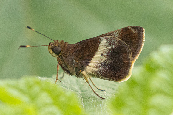 Remella remus-2403 - 9/06/24