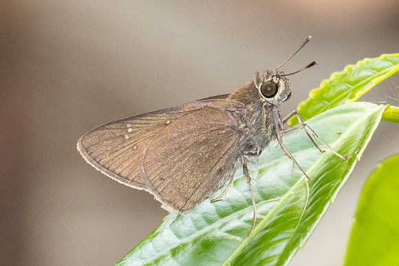 Caltoris sp-3019 - Chiang Dao - 19/03/24