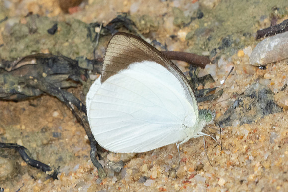 Phrissura cynis-9849