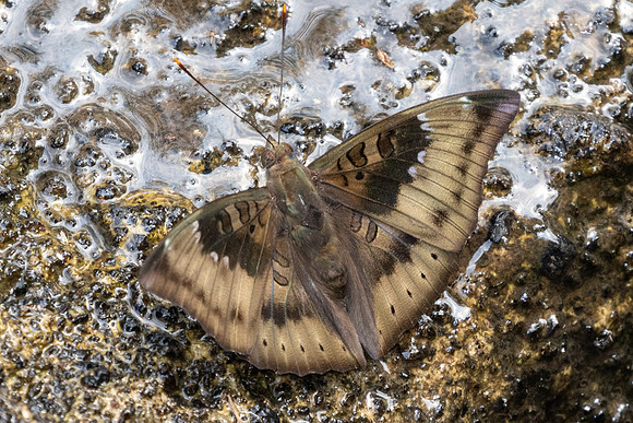 Euthalia aconthea garuda-6436