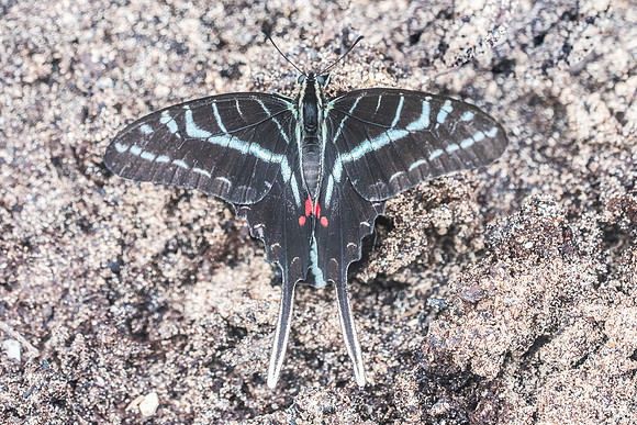 Protographium philolaus-2747