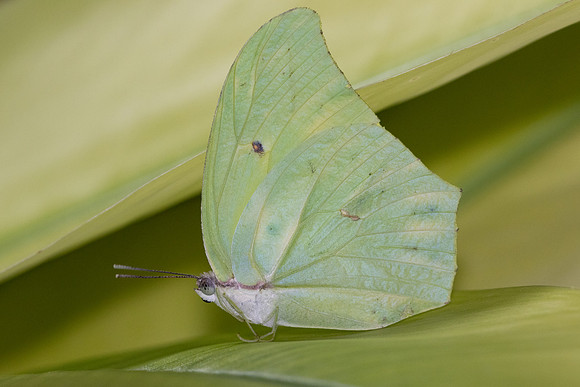 Anteos maerula id--9192 - Cartagena - 3/06/24