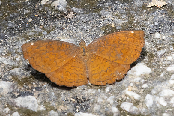 Ariadne merione-0064 - Damak Waterfall, Gopeng - 14/03/25