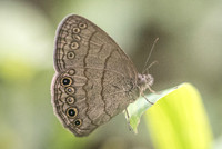 Hermeuptychia sosybius-1444
