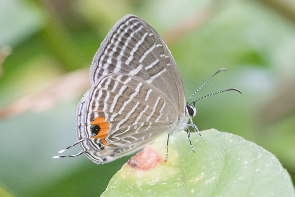 Jamides sp-4556 - Phanom Bencha Mountain Resort - 23/11/23