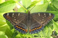 Limenitis populi - 0081 - Argentière la Bessée -
