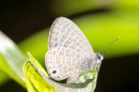 Nacaduba kurava-5766 - Doi Suthep 1577m - 27/03/25