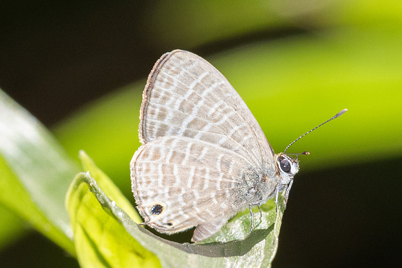 Nacaduba kurava-5766 - Doi Suthep 1577m - 27/03/25