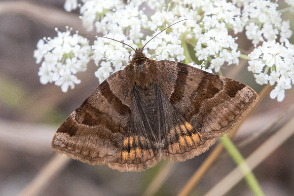 Euclidia glyphica - Manre