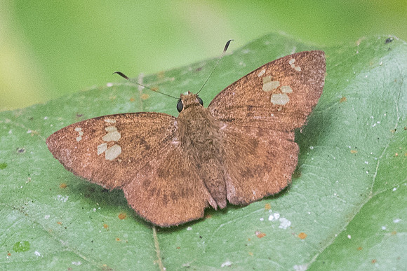 Pseudocoladenia dan fabia-5875- Chiang Dao  - 12/03/23