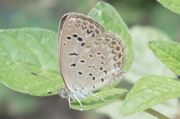 Pseudozizeeria maha maha -8869 Chiang Mai - 14/03/23