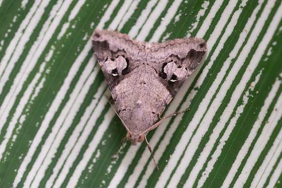 Moth-1155