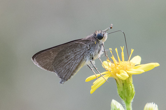Gegenes pumilio-0693