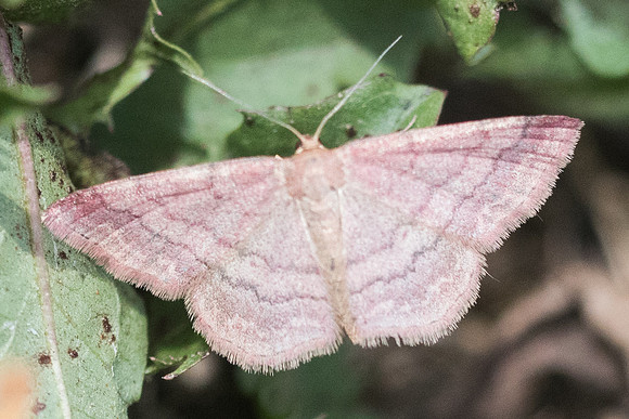 Scopula rubiginata-7631