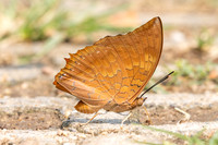 Charaxes bernardus-1308 - Chiang Dao - 17/03/25