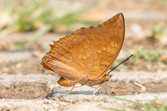 Charaxes bernardus-1308 - Chiang Dao - 17/03/25