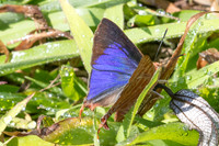 Cigaritis evansii-5140