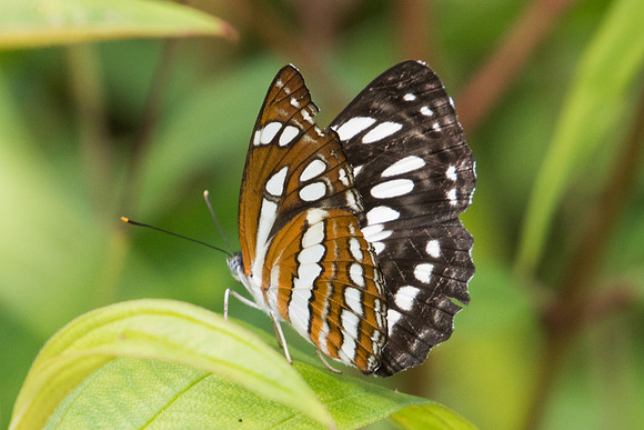 Neptis hylas papaja-9228 Koh Samui - 16/03/23