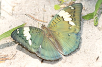 Euthalia patala-3786 - Doi Inthanon - 23/03/25