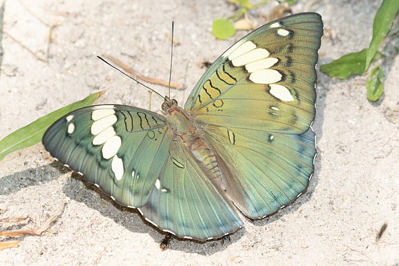 Euthalia patala-3786 - Doi Inthanon - 23/03/25