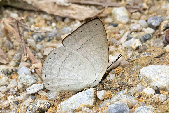 Curetis insularis-8315