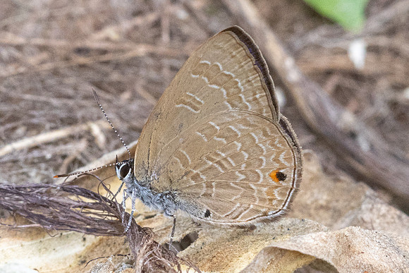 Anthene emolus-1814 - Chiang Dao - 17/04/24