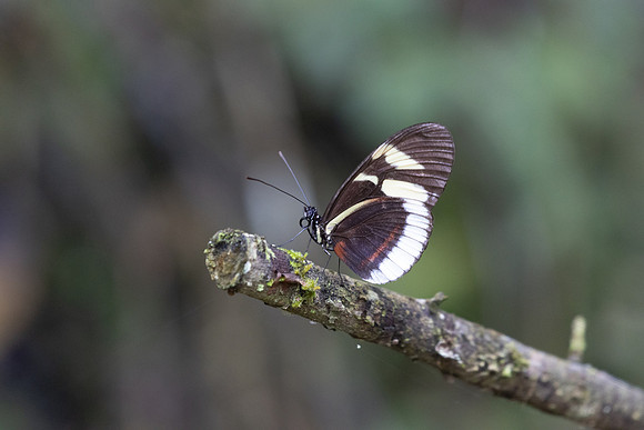 Heliconius cydno-6356