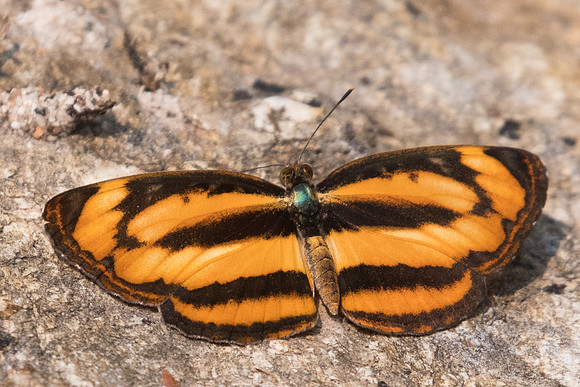 Pantoporia hordonia hordonia-3425 - Doi Suthep - 8/03/23
