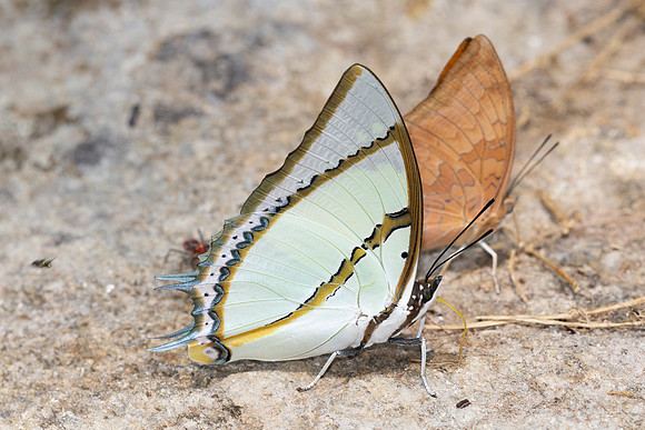 Polyura dolon-4881