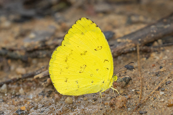 Terias hecabe-0192