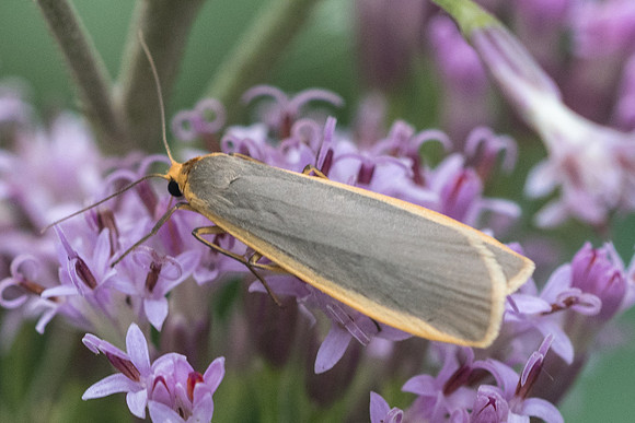 Eilema caniola--3876 - Lac de l'oceyrette - 20/07/22