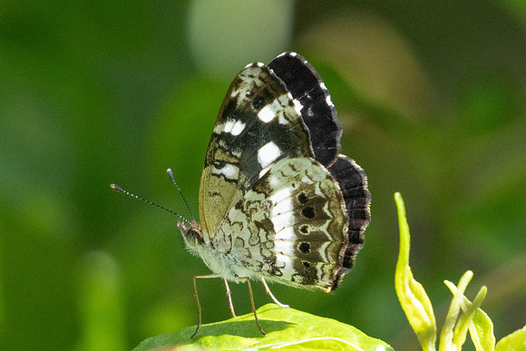 Janatella fellula-6498