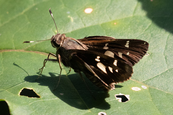 Thespieus opigena id--0828