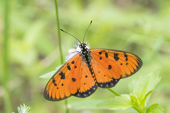 Acraea terpsicore-6919 - Sepang - 30/03/25