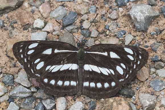 Neptis magadha magadha-1900 - Chiang Dao - 16/11/23