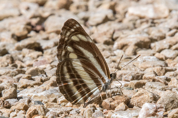 Neptis clinia-8434 - Chiang Dao -14/11/23