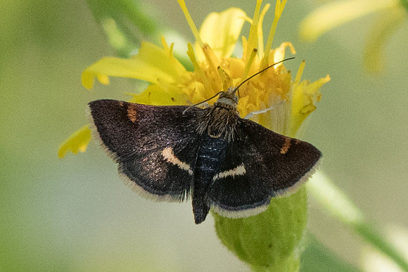 Pyrausta obfuscata - Col de la Madone (Peille)