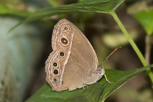Mycalesis sp-5284 - Phanom Bencha Mountain - 24/11/23