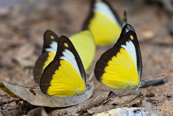 Appias lyncida-0428