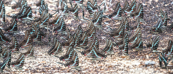 Protographium philolaus-2425
