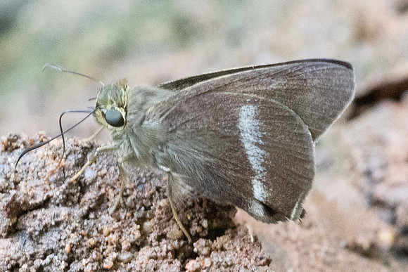 Hasora chromus-5520- Doi Suthep - 27/03/25