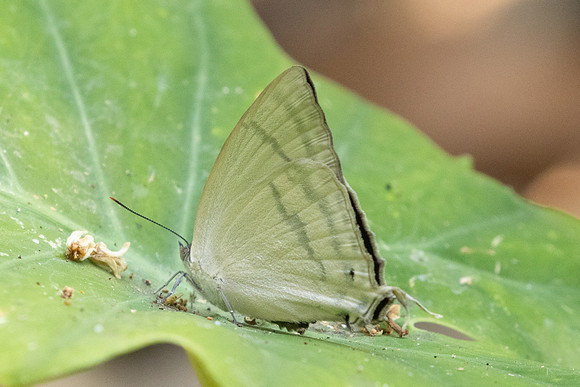 Drina dodina-2996 - Doi Suthep - 21/03/25