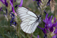 Aporia crataegi-9980 - Argentière la bessée - 22/06/25